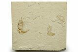 Two Cretaceous Fossil Shrimp - Lebanon #376612-1